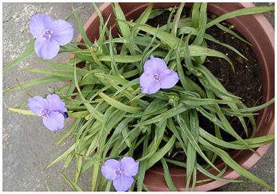 Tradescantia response to air and soil pollution, stamen hair cells dataset and ANN color classification